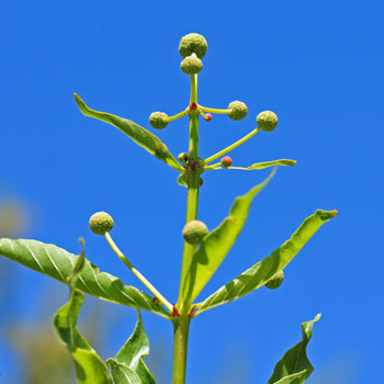 Common Buttonbush is a shrub that grows up to 6 feet or more in Arizona, much larger east of the Mississippi River. In Arizona they bloom from June to September and live between 1,000 and 5,000 feet elevation. New stems are often reddish and rounded. Cephalanthus occidentalis